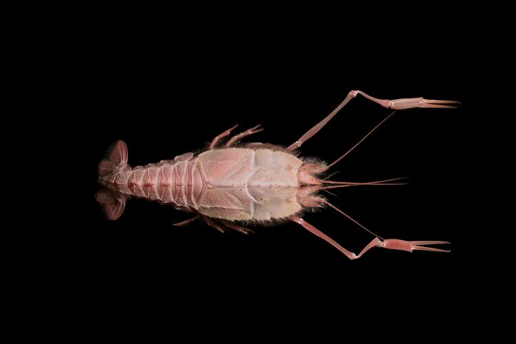 Pinkish lobster with slender claws on black background.