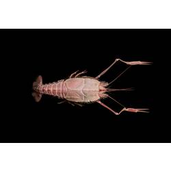 Pinkish lobster with slender claws on black background.