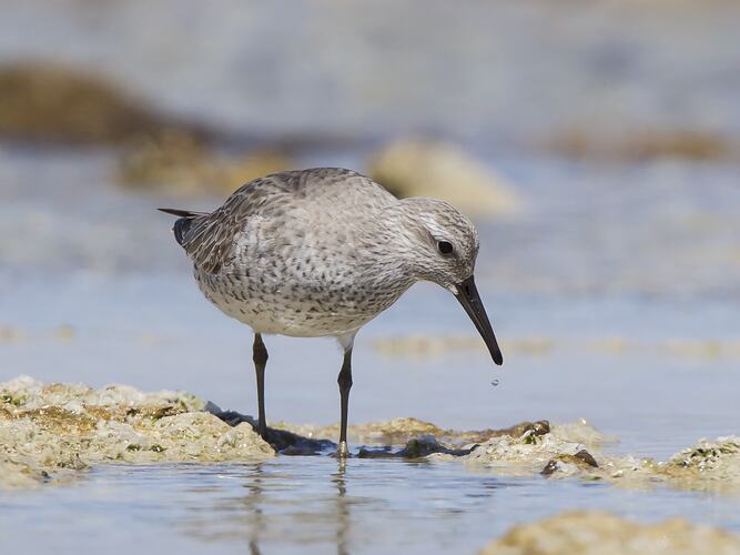 <em>Calidris canutus</em>, Red Knot.