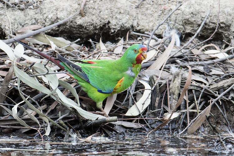 Green parrot on leaf litter.