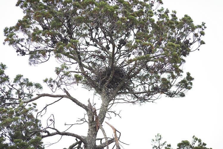 Class Aves, bird, nest. Wyperfeld National Park, Victoria.