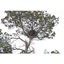 Aves
