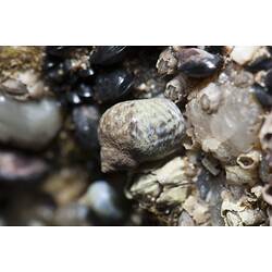 Snails, mussels and limpets in rock crack.
