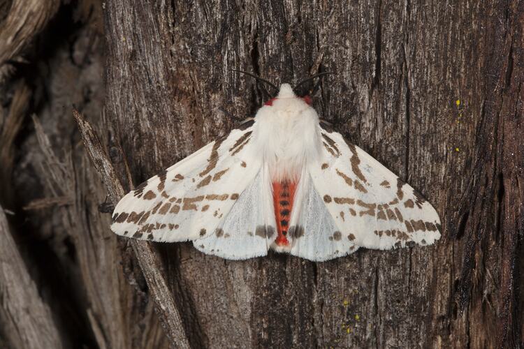 <em>Spilosoma canescens</em>, Dark-spotted Tiger-moth. Wilsons Promontory National Park, Victoria.