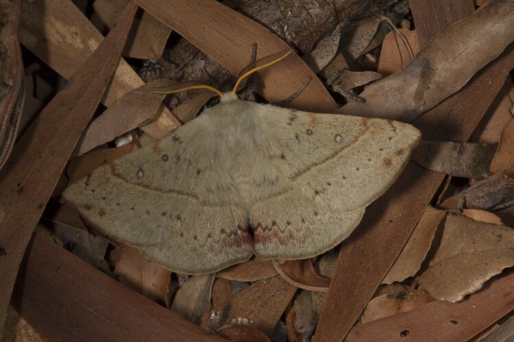 Family Anthelidae, anthelid moth. Wilsons Promontory National Park, Victoria.