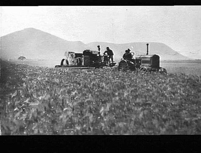 10 FT. ENGINE FUNCTIONED HEADER AT DARRA AND PATROJOHN'S FARM ROOIKRAAL, MIDDLEBURG DISTRICT, TRANSVAAL: YIELD 16 BAGS PER MORGEN: JAN. 1931