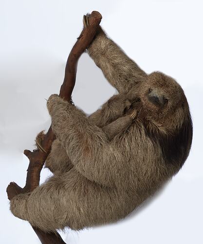 <em>Bradypus tridactylus</em>, Pale-throated Three-toed Sloth. [C 29914]