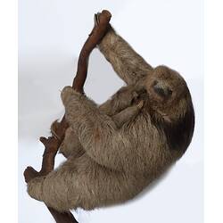 Our Wondrous Planet, Our Wild Family: Taxidermy Mount - Pale-throated Three-toed Sloth, <em>Bradypus tridactylus</em>
