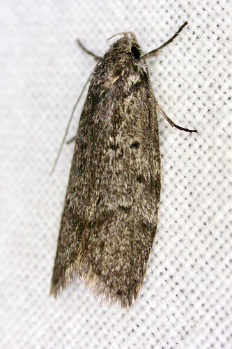 <em>Ericrypsina chorodoxa</em>, moth. Great Otway National Park, Victoria.