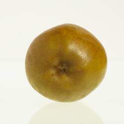 Wax model of an apple painted discoloured green. Base view.