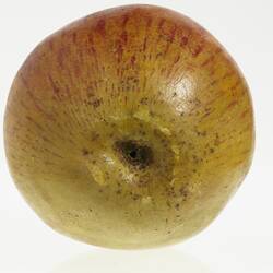 Wax model of an apple with a short stem, painted yellow and red. Base.