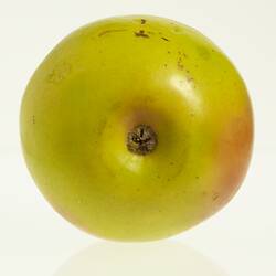 Wax model of an apple with stem, painted yellow with some red tinge. Base view.