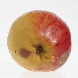 Wax model of an apple painted yellow and red. Has brown round spots. Base view.