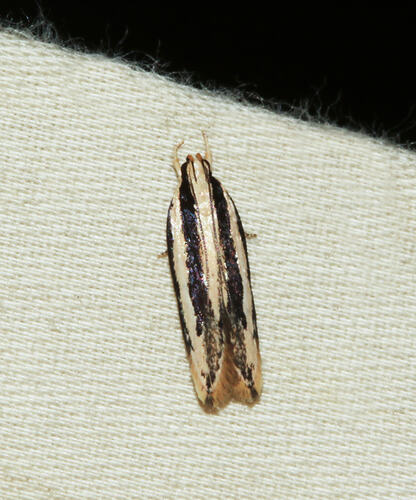 <em>Ardozyga chionoprora</em>, moth. Great Otway National Park, Victoria.