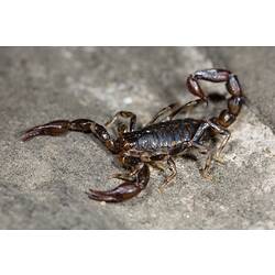 <em>Cercophonius squama</em>, Wood Scorpion. Great Otway National Park, Victoria.