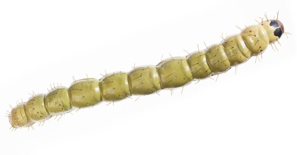 Wax model of pale green and white sparsely haired moth larvae. Has reddish brown on head. Top view.