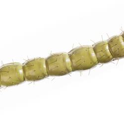Wax model of pale green and white sparsely haired moth larvae. Has reddish brown on head. Top view.