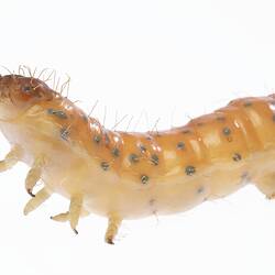 Wax model of red and white sparsely haired moth larvae with brown spots. Front section detail that is rearing