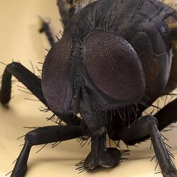 Model black fly with clear plastic wings and legs outstretched. Sits on edge of beige coloured plaster spout.