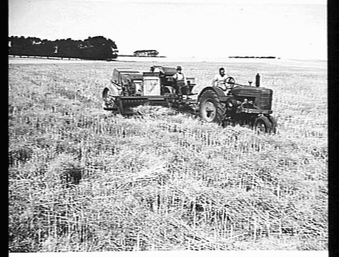 SUNSHINE NO. 2 P.T.O. HEADER FITTED WITH A NO. 4 PICKUP HARVESTING A HEAVY CROP OF RAPE. THE CROP WAS PREVIOUSLY CUT AND LAIN WITH AN EIGHT FOOT SUNSHINE BINDER. ON THE FARM OF MR PERCY HUFF, TARRINGTON, VIC. JAN. 1946.