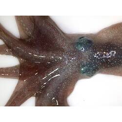 Back view close-up of red octopus with fluorescent green spots on arms, mantle and eyes.