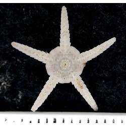 Front view of cream-white brittle star on black background with ruler.