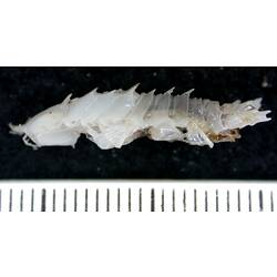 Side view of white isopod on black background with ruler.