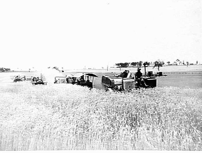 14 FT AUTO, NO 2.12 FT HEADER & TWO HEADERS FITTED WITH BAGGING PLATFORMS L.J. GRIFFITHS GUNNEDAH N.S.W. DEC 1938
