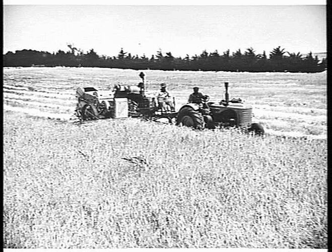 SUNSHINE NO. 6 ENGINE FUNCTIONED HEADER DRAWN BY A SUNSHINE MASSEY HARRIS TRACTOR, HARVESTING 60 BUSHELS PER ACRE FROM THIS FINE BARLEY CROP ON THE FARM OF MESSRS. L. & J. DAVIES, GEELONG DISTRICT: JAN 1950