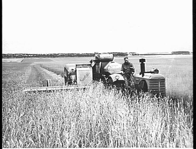 MR. F. M. FUNSTON, `SPRINGVANK', LINTON, VIC., NO. 4 HEADER AND 55K TRACTOR IN 10-BAG CROP OF QUADRAT WHEAT: JAN 1953