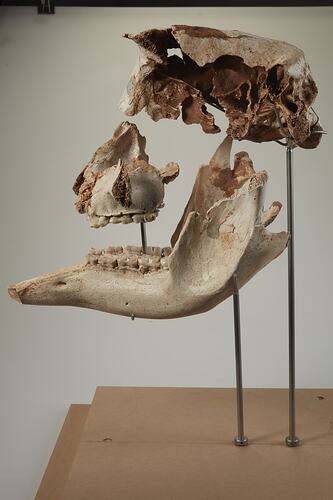 Side view of mounted, articulated skull and jaw.
