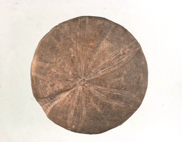 <em>Clypeus plotti</em>, fossil sea urchin. [P 77980]