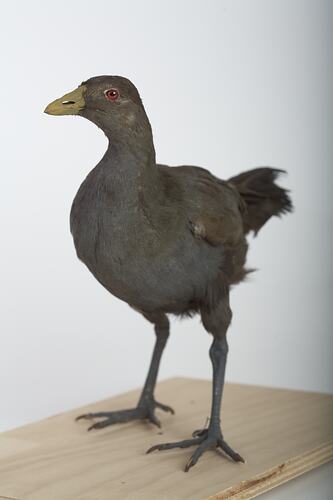 <em>Gallinula mortierii</em>, Tasmanian Native-hen, mount.  Registration no. 46220.