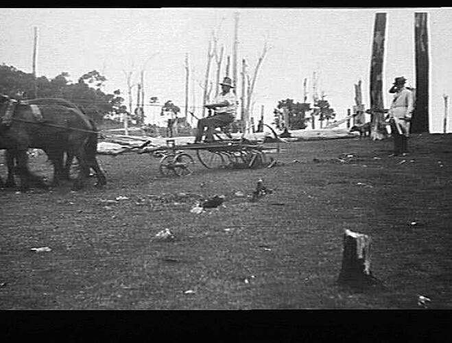 `SUNPALM' STUMP-JUMP PASTURE RENOVATOR WORKING AT A DEMONSTRATION ON THE NORTH COAST OF N.S.W.: DEC 1930