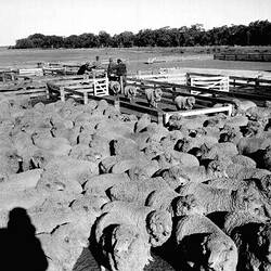 Negative - Sheep for Shearing, Swan Hill, 1959