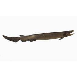 <em>Chlamydoselachus anguineus</em>, Frill Shark, model. [A 19352]