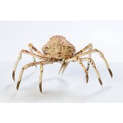 <em>Leptomithrax gaimardii</em>, Giant Spider Crab. [J 46721.25]