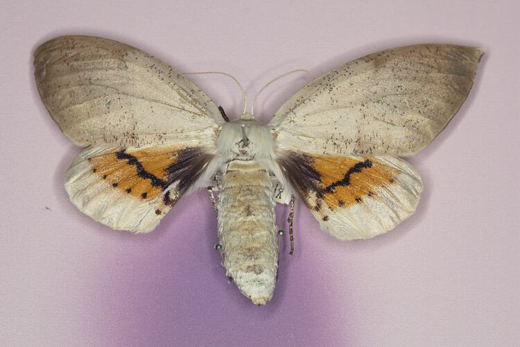 Pinned moth specimen with labels.