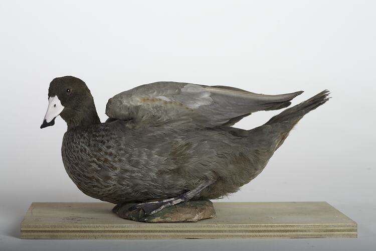 Taxidermied duck specimen with grey feathers and a white beak, sitting on a wooden base.
