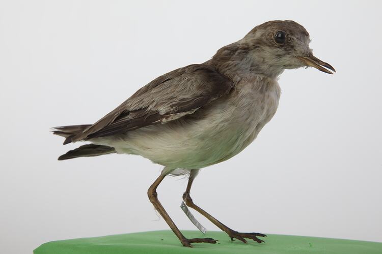 <em>Charadrius pecuarius</em>, Kittlitz's Plover, mount.  Registration no. 25902.