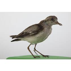 <em>Charadrius pecuarius</em>, Kittlitz's Plover, mount.  Registration no. 25902.