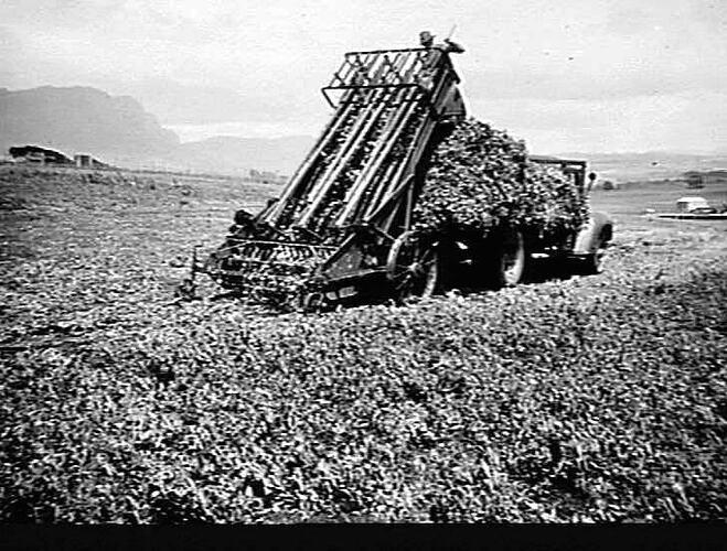 LOADING GREEN PEAS FOR CANNING. NEAR DEVONPORT TAS.: FEB 1949