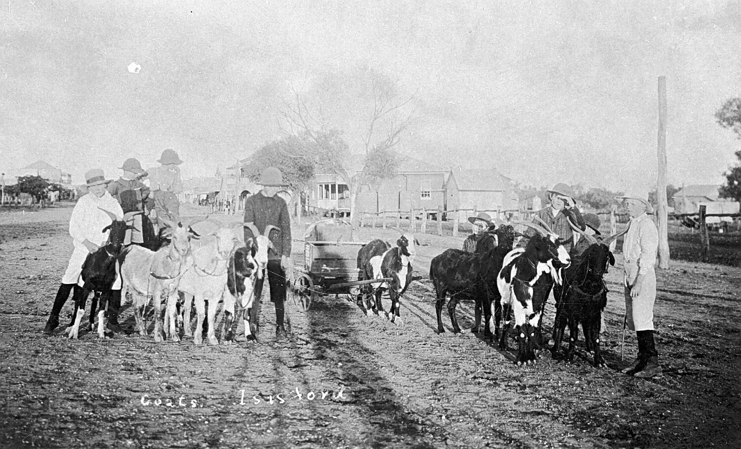 Negative - 'Goats', Isisford, Queensland, circa 1915