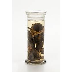 Hermit crab specimens inside sea anemones in glass jar.
