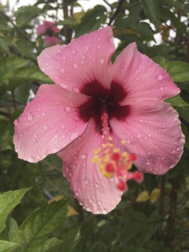 Pink hibiscus flower.