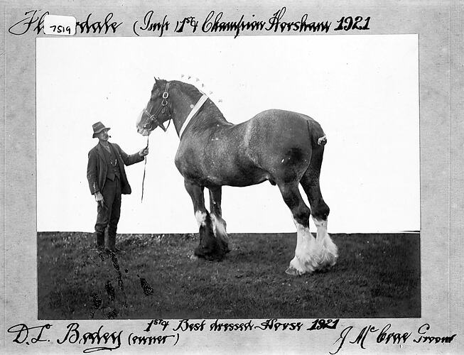 FLOWERDALE (IMP 1ST CHAMPION HORSHAM 1921. 1ST BEST DRESSED HORSE 1921. D.L.BAILEY (OWNBER), J. MCCRAE GROOM.