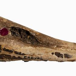 Triangular fossil of upper beak portion.