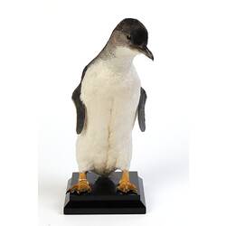 Penguin specimen mount with white belly and orange feet.