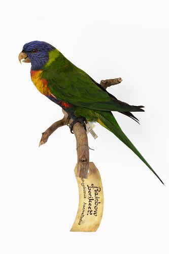 Brightly coloured parrot specimen mounted on a branch.