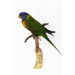 Research Focus, Victorian Birds - Rainbow Lorikeet, <em>Trichoglossus moluccanus</em>